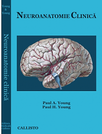 neuroanatomie